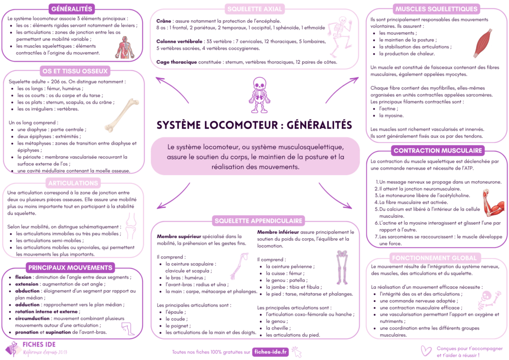 système locomoteur