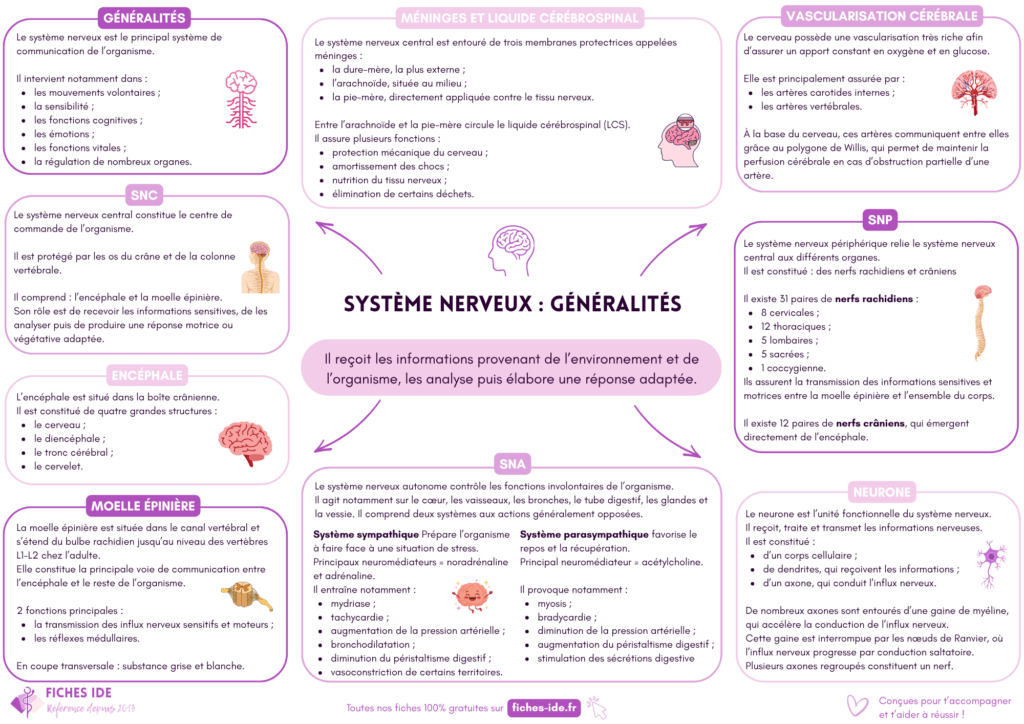 Système nerveux