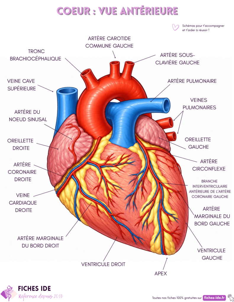 schéma d'anatomie du coeur vue antérieure