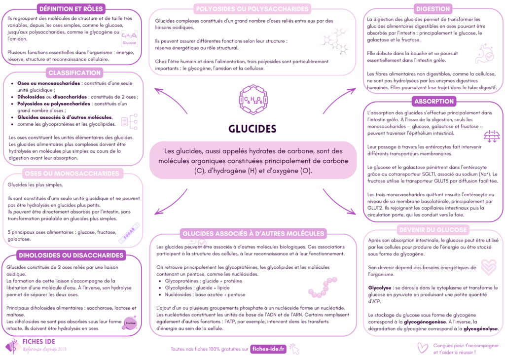 glucides