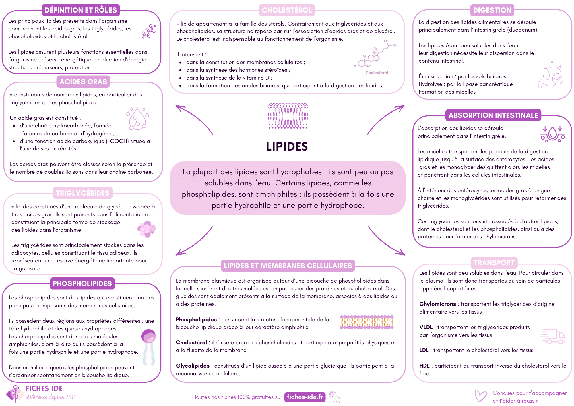 lipides