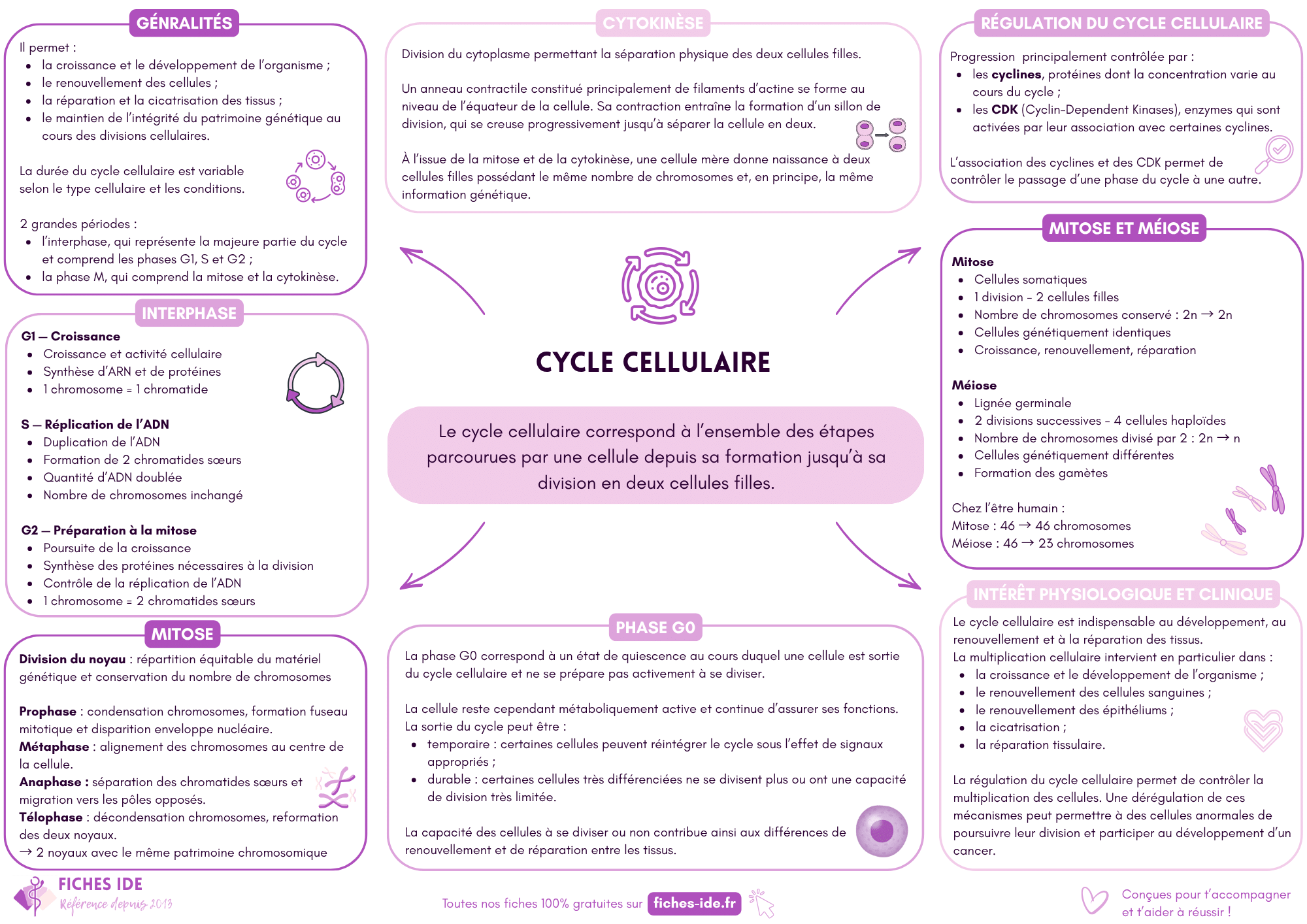 cycle cellulaire