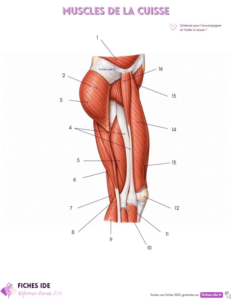 schéma des muscles de la cuisse à légender